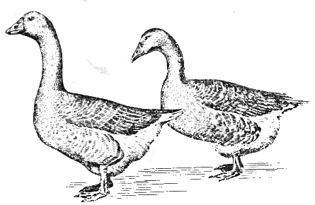Рисунок роменские гуси