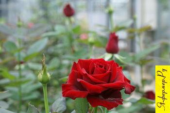 Розы в теплице фото. Секреты выращивания красивых роз в теплице