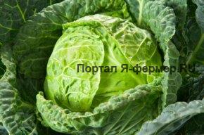 Капуста и внешние условия. Требования капусты к температуре, поливу, свету и почве