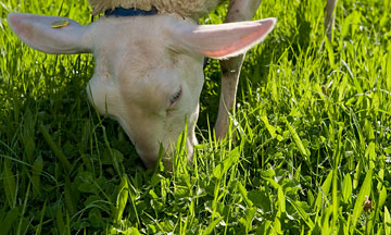 овца с удовольствием поедает траву