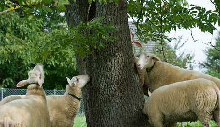 овцы под деревом