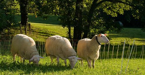 кормление и рационы овец осенью