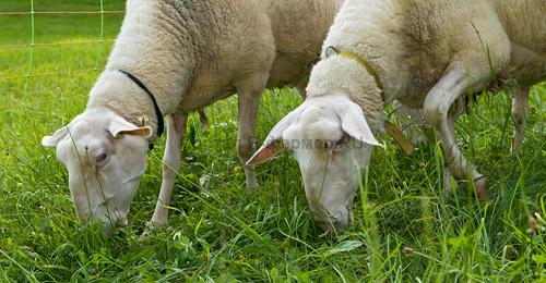 кормление и рационы овец в мае-июне