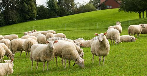 кормление и рационы овец летом