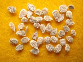 Семена помидор, семена томатов