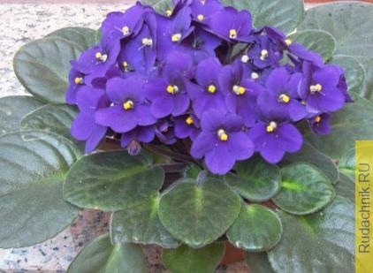 Сенполия тёмная (Saintpaulia confusa) фото