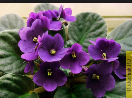 Сенполия фото. 