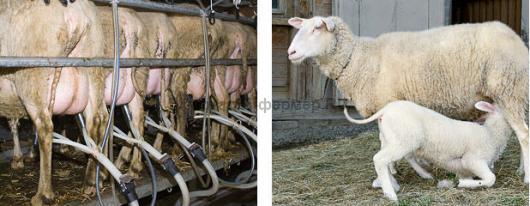 доение овец, кормление ягнёнка