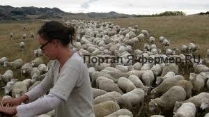 Нагул и откорм овец фото