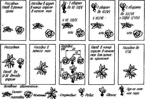 Схема возделывания салата в условиях Нечерноземья
