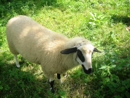 Сиеничка овца - Sjenicka ovca