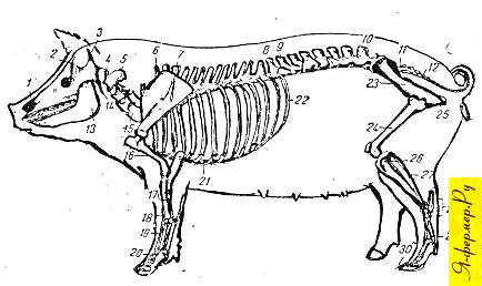 Строение скелета свиньи. Анатомия и физиология домашних животных