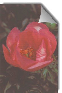 Сорт пионов Жанис фото.