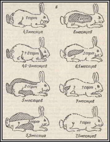сорта шкурок кроликов