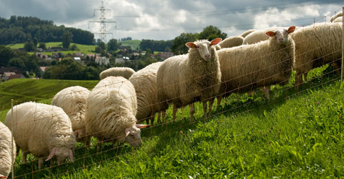 овцы пасутся на косогоре