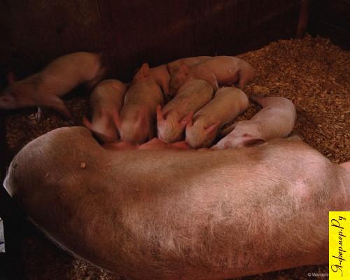 Нужно ли принимать роды у свиноматок?
