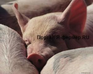 Выращивание свиней, откорм поросят. Интенсивные технологии выращивания свиней