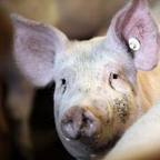 Свинья при случке может заразиться рожей?