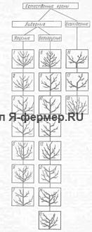 Закладка сада: форма крон