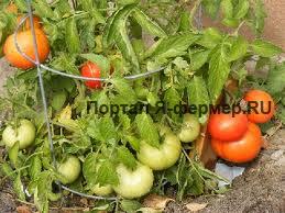 Особенности выращивания помидоров