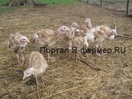 Индюшата, фото