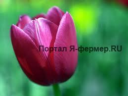Тюльпаны: особенности выращивания различных сортов