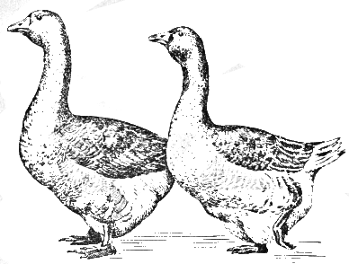 Рисунок тулузские гуси