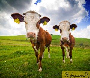 Составление кормовых рационов для коров. Как составить рацион для коровы.