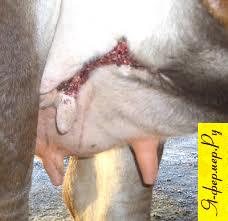 Раны вымени у сельскохозяйственных животных: признаки, прогноз, лечение