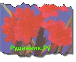 Валлота фото