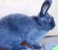 кролики породы венский голубой фото 