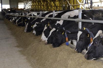 Витаминный премикс для коров: что это такое и зачем его использовать