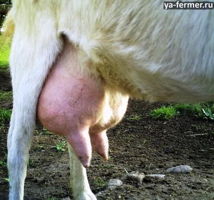 У козы из одного соска почти перестало выходить молоко.