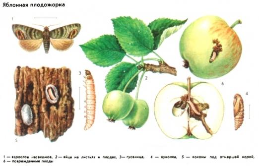 Яблонная плодожорка