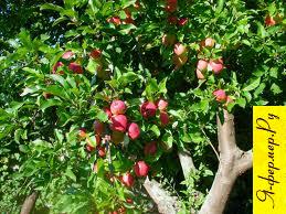 Норма удобрений для яблони