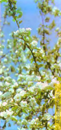 yablonya_v_cvetu.png