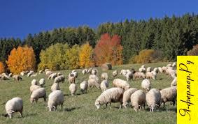 многоплодные овцы, овцы, окот, романовские овцы, ягнята
