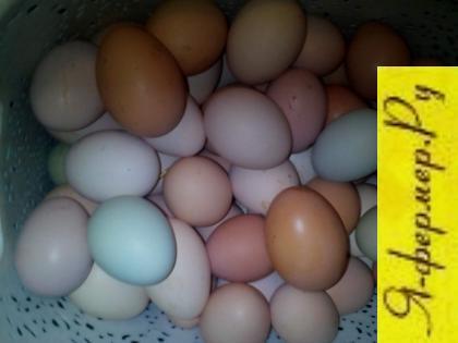 Яйца разноцветные несут куры.