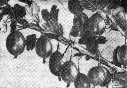 Крыжовник сорта Московский виноградный. Описание сортов крыжовника.