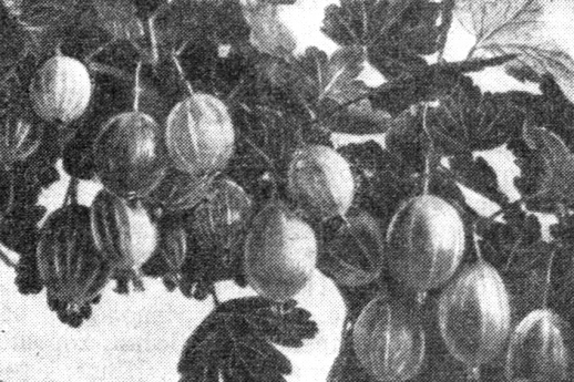 Крыжовник сорта Золотой огонек.