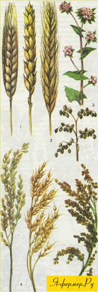 Зерновые культуры: пшеница, рожь, гречиха, рис, просо