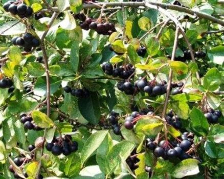 Куст аронии черноплодной Арония черноплодная фото