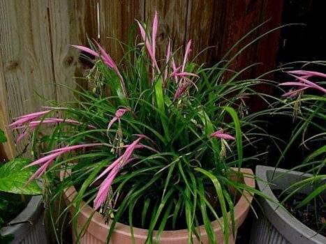 Billbergia nutans, Бильбергия поникающая, комнатный овёс фото