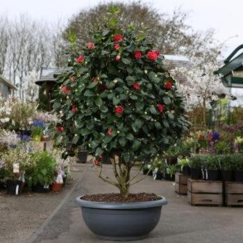 Камелия японская или «зимняя чайная роза» (Camellia japonica) фото