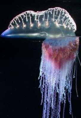 Фото физалии.