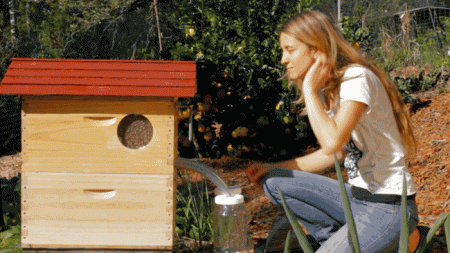 Теперь пчеловоды могут собирать мед «из крана»: 3D-печатные соты