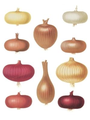 Сорта репчатого лука фото