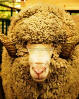 фото овцы на выставке &quot;Золотая осень 2010&quot;