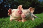 свиноводство, разведение свиней