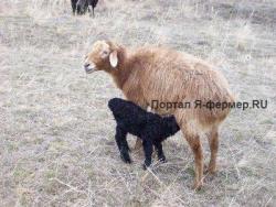 Эдильбаевская порода овец. На фото эдильбаевские овцы.